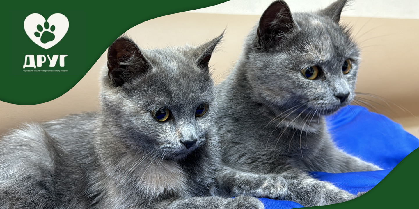 Sterilization of street cats in Cherkasy via NGO Friend