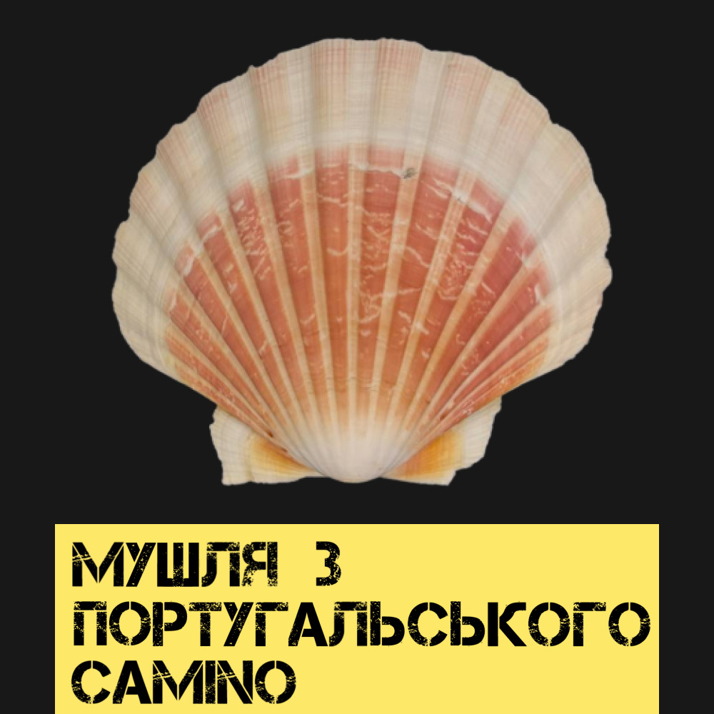 Мушля, котра "пройшла" Camino Portugues