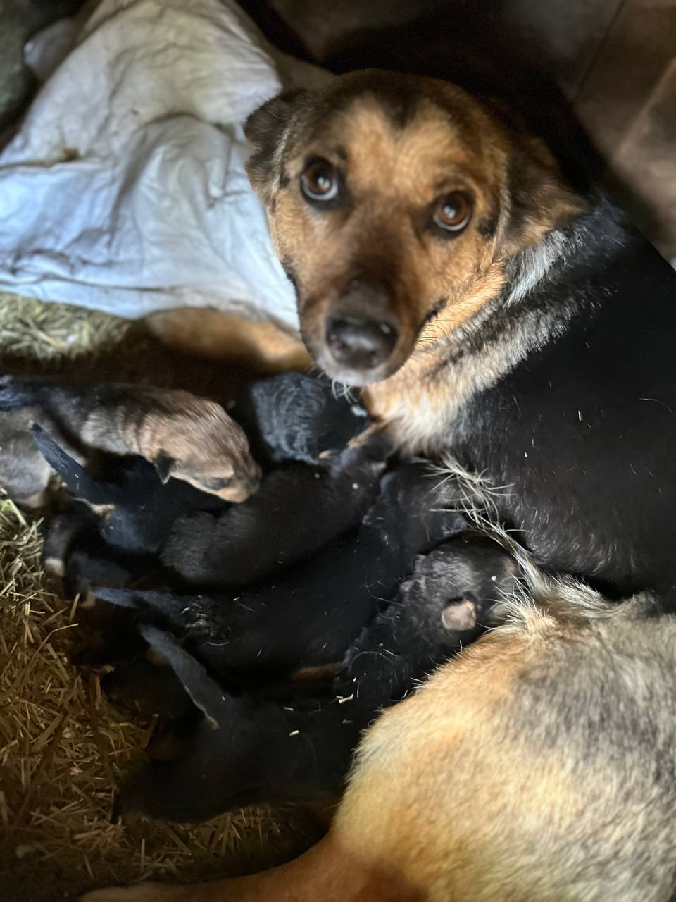 OaITjzcpu8oAczgatasJ5ZDn6HHH92UQ.jpg?_=1740130283