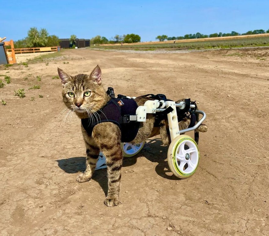 UAs4yFJ9R0vokKerDIRJT10IqLusIcgL.jpg?_=1707406518