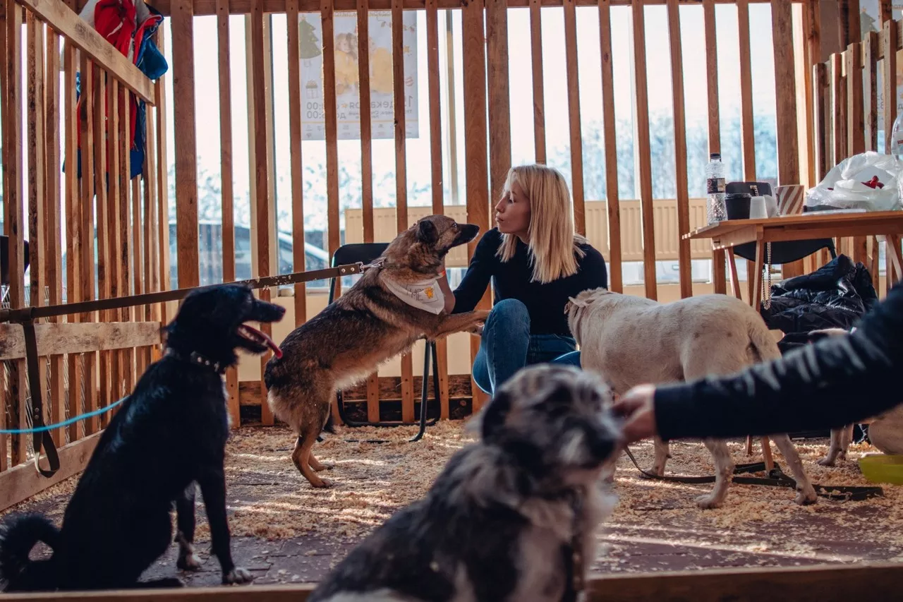 Home Me Fest is a festival that gives stray animals a home
